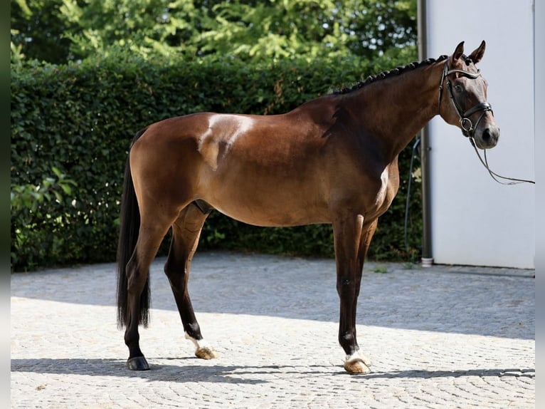 Koń hanowerski Wałach 6 lat 170 cm Ciemnogniada in Haag am Hausruck