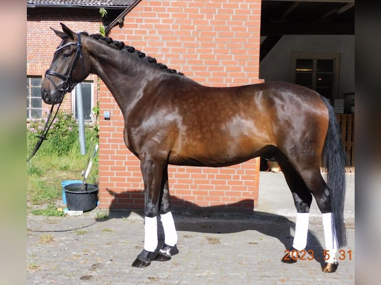 Koń hanowerski Wałach 6 lat 170 cm Gniada in Kutenholz