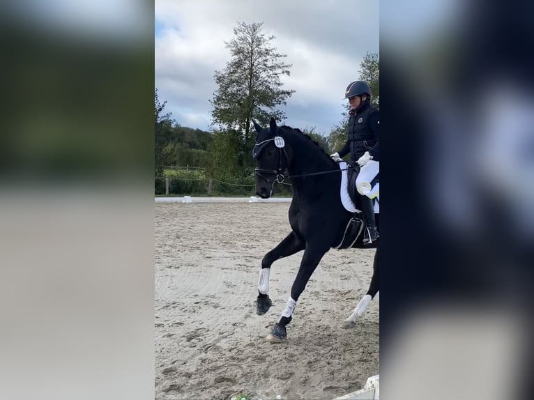 Koń hanowerski Wałach 6 lat 170 cm Skarogniada in Wentorf bei Hamburg