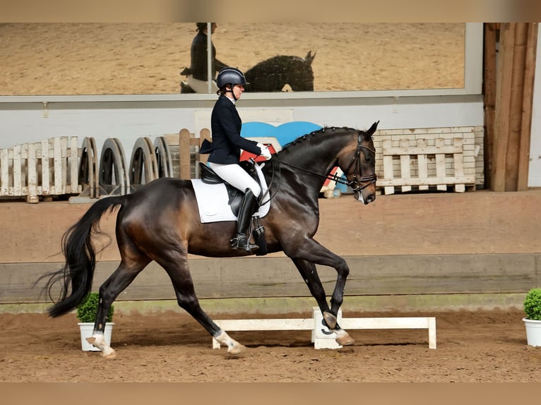 Koń hanowerski Wałach 6 lat 170 cm Skarogniada in Wentorf bei Hamburg