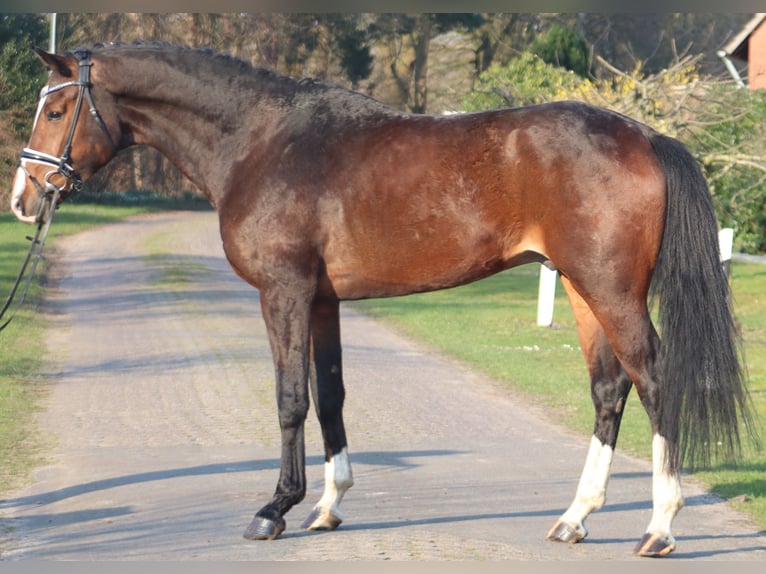 Koń hanowerski Wałach 6 lat 172 cm Gniada in Deinstedt