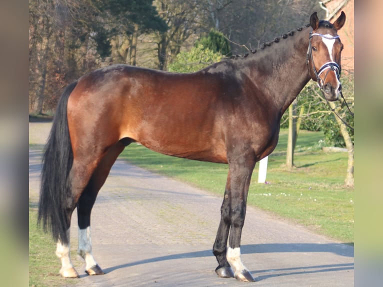 Koń hanowerski Wałach 6 lat 172 cm Gniada in Deinstedt