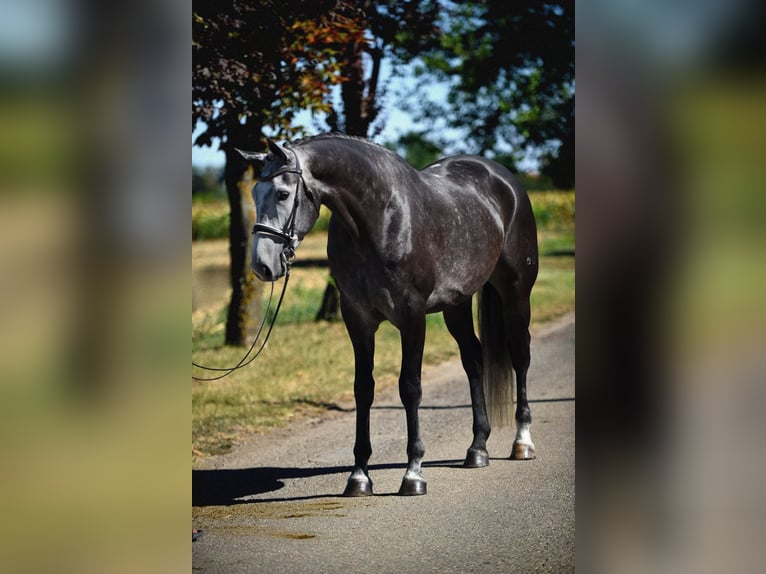 Koń hanowerski Wałach 6 lat 172 cm Siwa in Cegléd