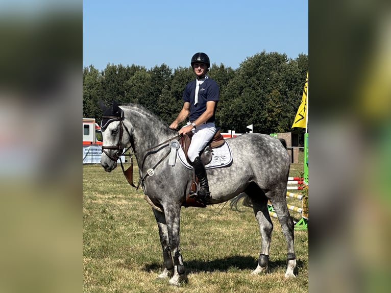 Koń hanowerski Wałach 6 lat 173 cm Siwa jabłkowita in Höperhöfen