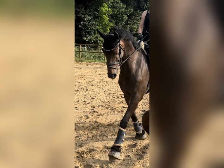 Koń hanowerski Wałach 6 lat 175 cm Gniada in Schneverdingen