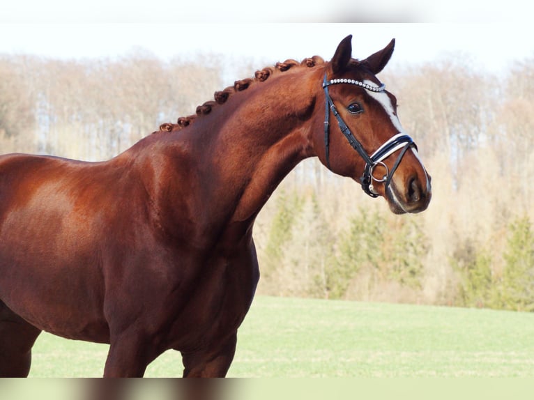 Koń hanowerski Wałach 6 lat 175 cm Kasztanowata in Gleichen