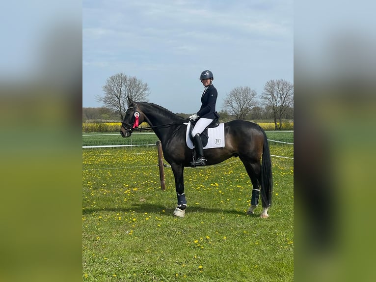 Koń hanowerski Wałach 7 lat 170 cm Skarogniada in Wentorf bei Hamburg