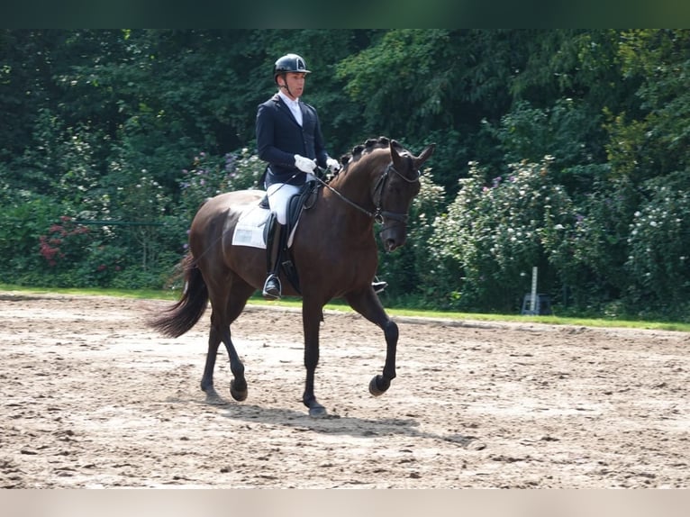 Koń hanowerski Wałach 7 lat 172 cm in Puth