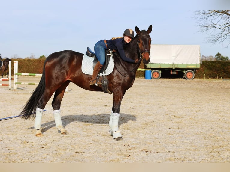 Koń hanowerski Wałach 7 lat 175 cm in Kempen