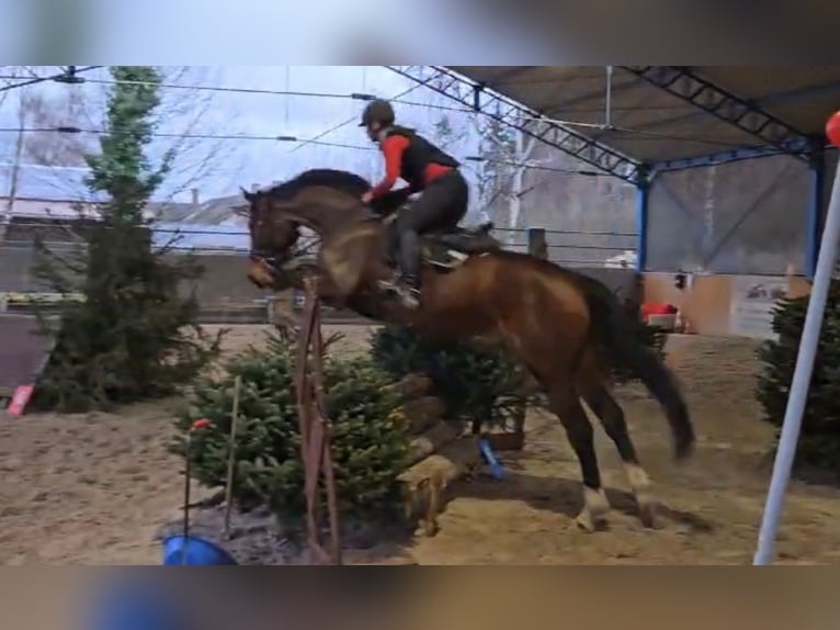 Koń hanowerski Wałach 7 lat Gniada in Waldesch