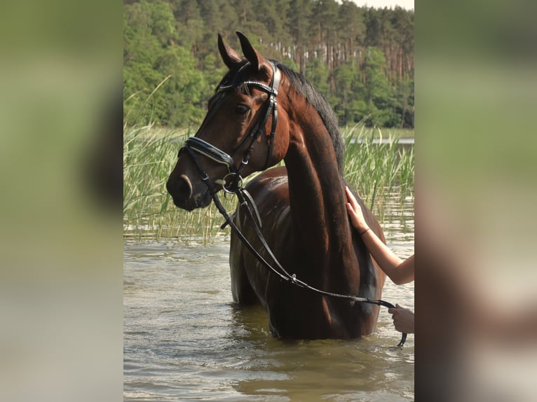 Koń hanowerski Wałach 8 lat 168 cm Gniada in Damm