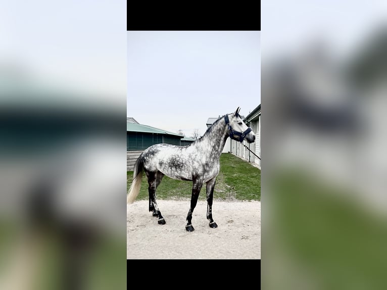 Koń hanowerski Wałach 8 lat 173 cm Siwa in Ebreichsdorf