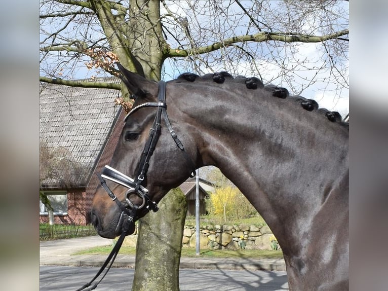 Koń hanowerski Wałach 8 lat 174 cm Skarogniada in Fredenbeck