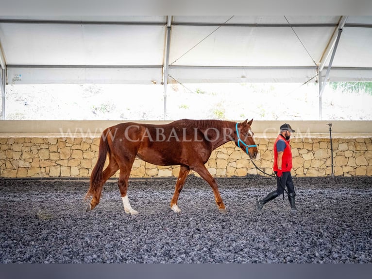 Koń hanowerski Wałach 8 lat 175 cm Kasztanowata in Valencia