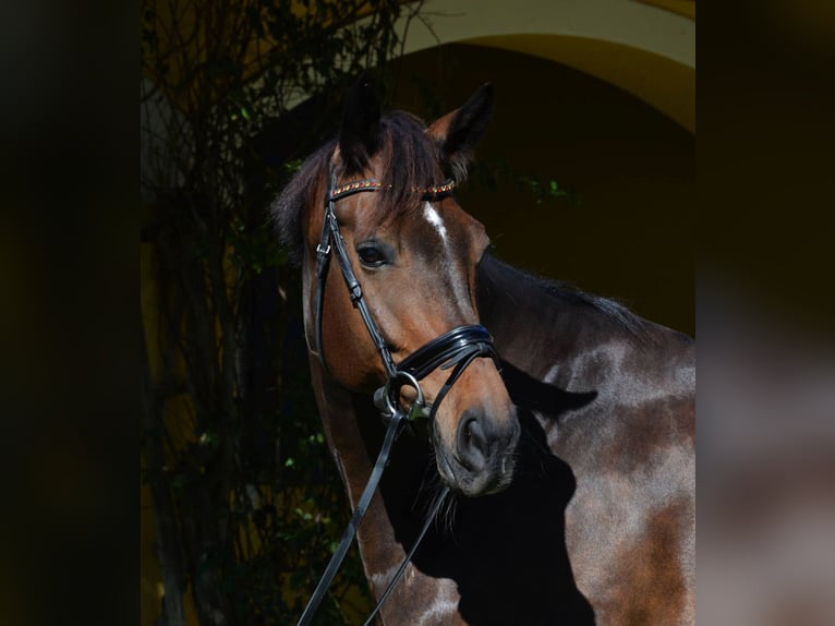 Koń hanowerski Wałach 8 lat Gniada in Wellington