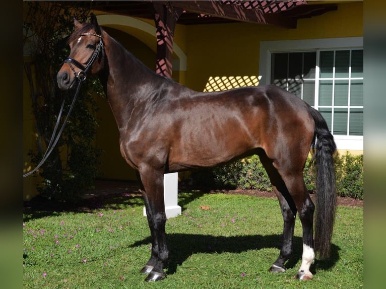 Koń hanowerski Wałach 8 lat Gniada in Wellington