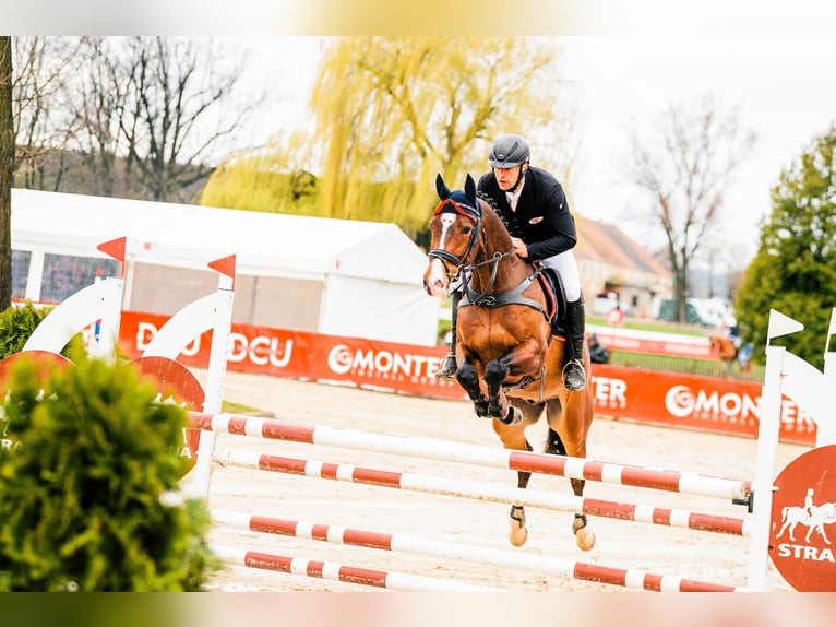 Koń hanowerski Wałach 9 lat 162 cm Gniada in Feldbach