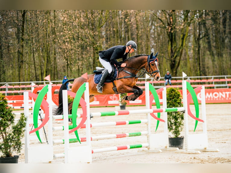 Koń hanowerski Wałach 9 lat 162 cm Gniada in Feldbach