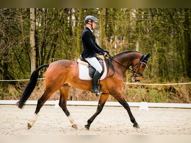 Koń hanowerski Wałach 9 lat 162 cm Gniada in Feldbach