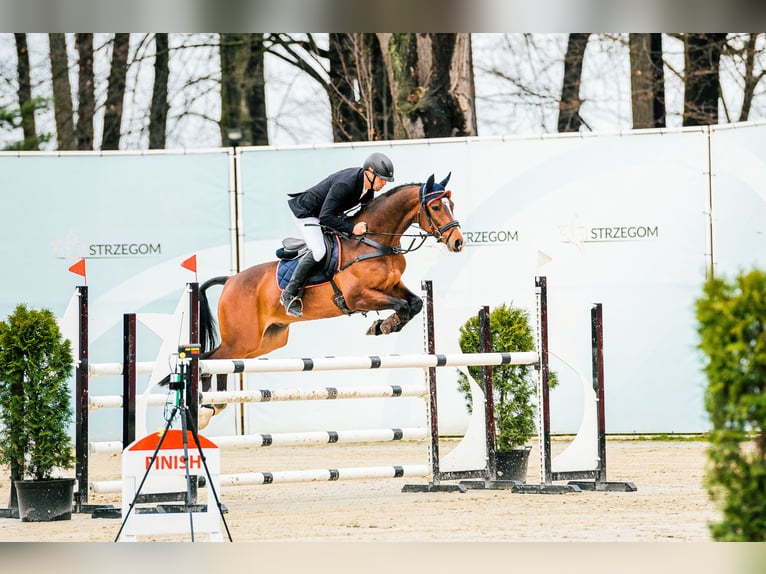 Koń hanowerski Wałach 9 lat 162 cm Gniada in Feldbach