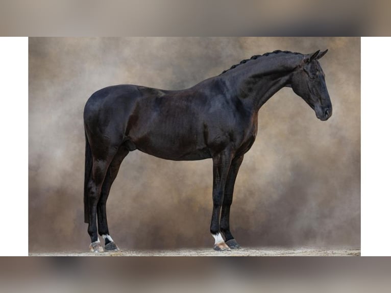 Koń hanowerski Wałach 9 lat 168 cm Kara in NAVAS DEL MADRONO