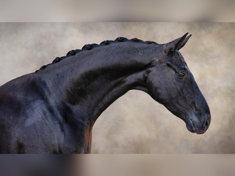 Koń hanowerski Wałach 9 lat 168 cm Kara in NAVAS DEL MADRONO