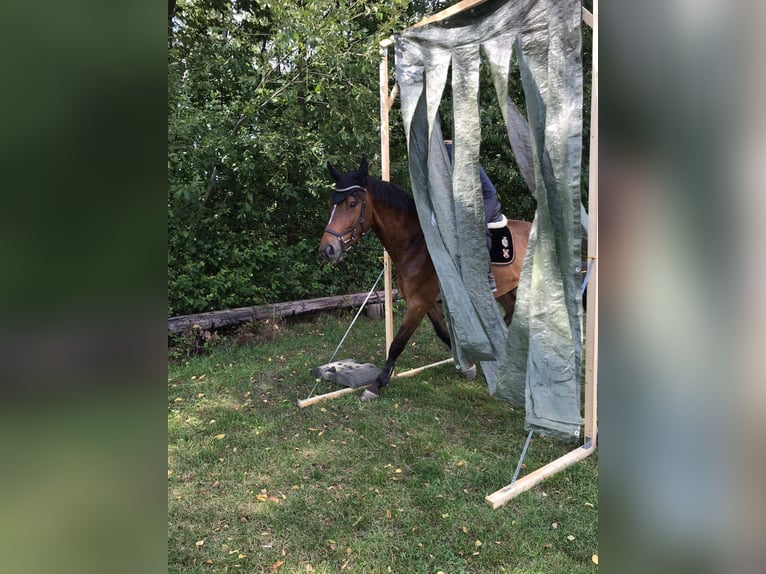Koń hanowerski Wałach 9 lat 175 cm Gniada in Süpplingen