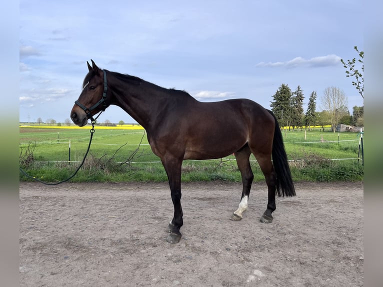 Koń hanowerski Wałach 9 lat 175 cm Gniada in Süpplingen