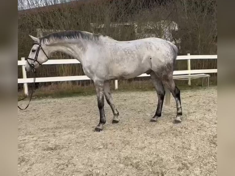 Koń hanowerski Wałach 9 lat 175 cm Siwa jabłkowita in Lilienthal