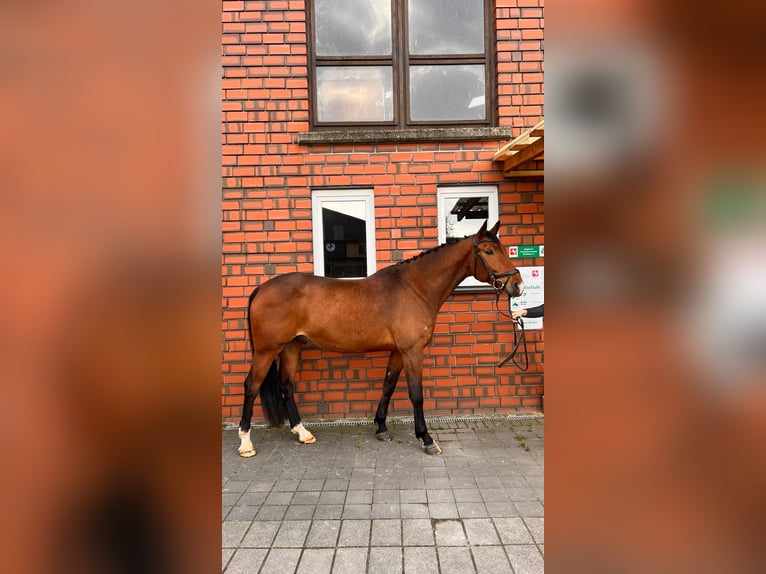 Koń hanowerski Wałach 9 lat 178 cm Jasnogniada in Rheda-Wiedenbrück