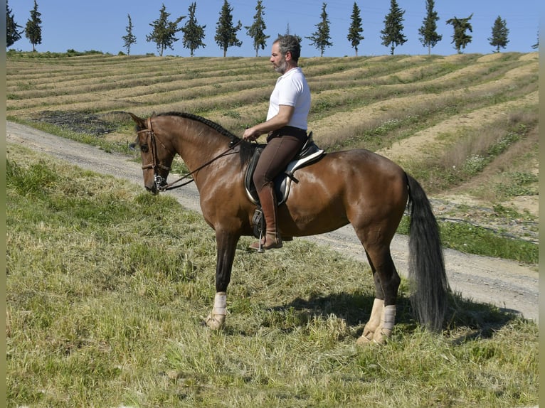 Koń hiszpański sport Mix Klacz 11 lat 161 cm Gniada in Galaroza (Huelva)