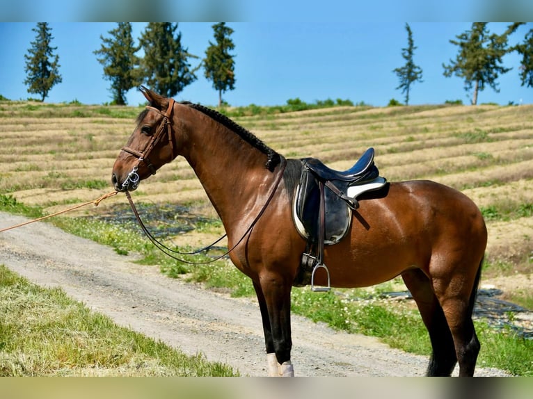 Koń hiszpański sport Klacz 11 lat 161 cm Gniada in Adelschlag