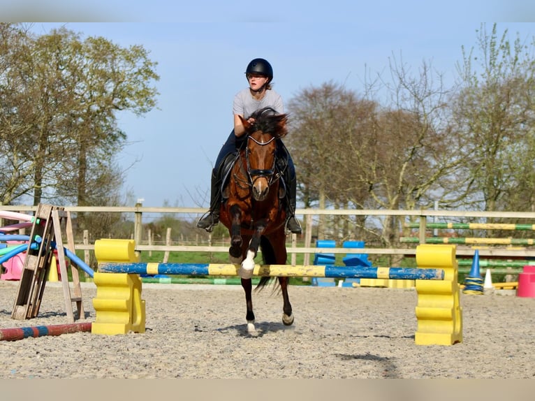 Koń hiszpański sport Mix Klacz 12 lat 150 cm Gniada in Maldegem