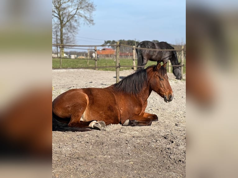 Koń hiszpański sport Mix Klacz 12 lat 150 cm Gniada in Maldegem