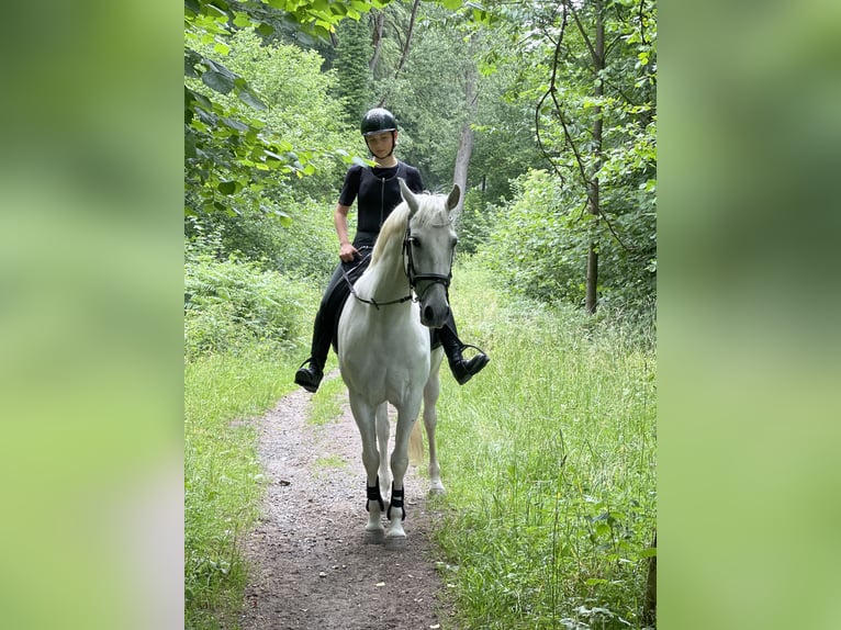 Koń hiszpański sport Mix Klacz 12 lat 156 cm Siwa in Welkenraedt