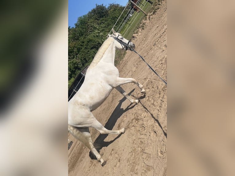 Koń hiszpański sport Mix Klacz 12 lat 156 cm Siwa in Welkenraedt