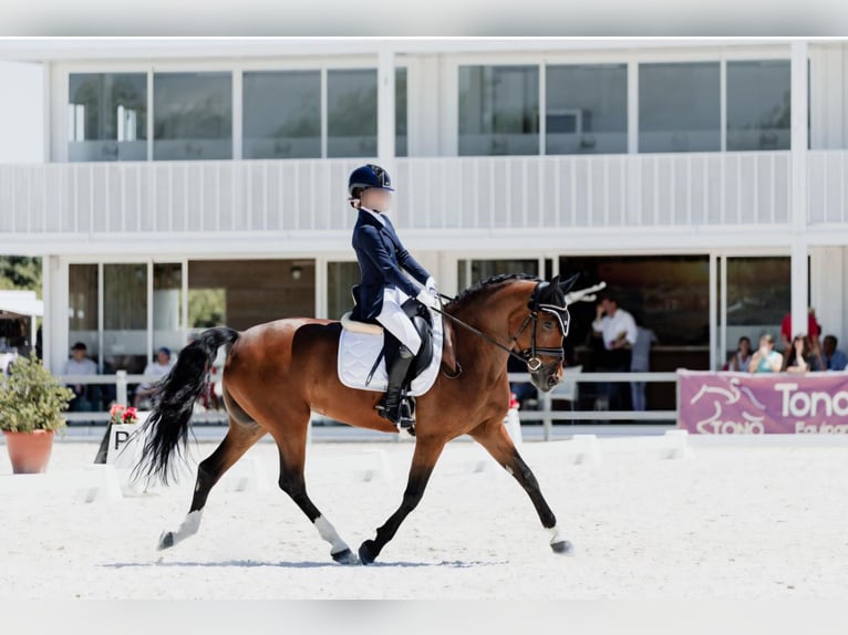 Koń hiszpański sport Klacz 12 lat 158 cm Gniada in Velilla De San Antonio