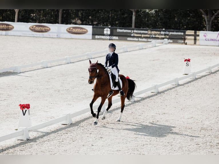 Koń hiszpański sport Klacz 12 lat 158 cm Gniada in Velilla De San Antonio