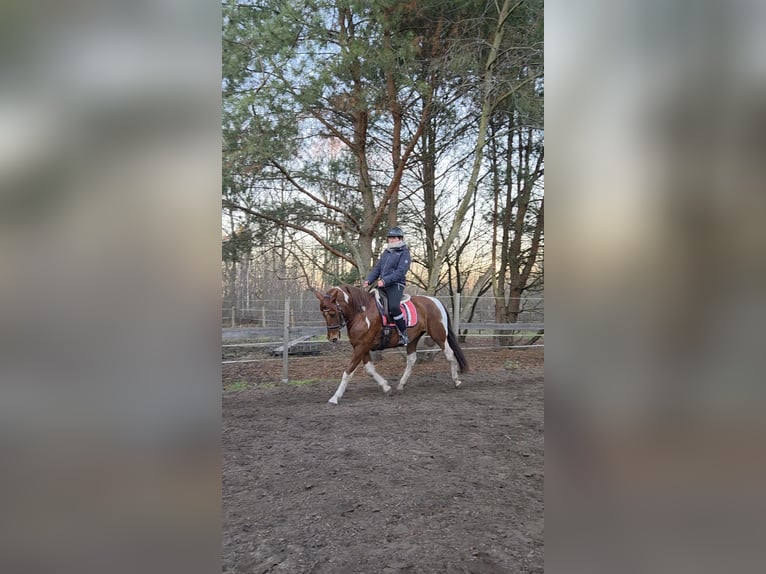 Koń hiszpański sport Klacz 12 lat 160 cm Kasztanowata in Oranienburg