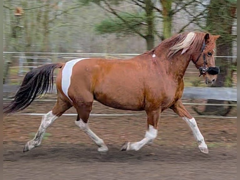 Koń hiszpański sport Klacz 12 lat 160 cm Kasztanowata in Oranienburg