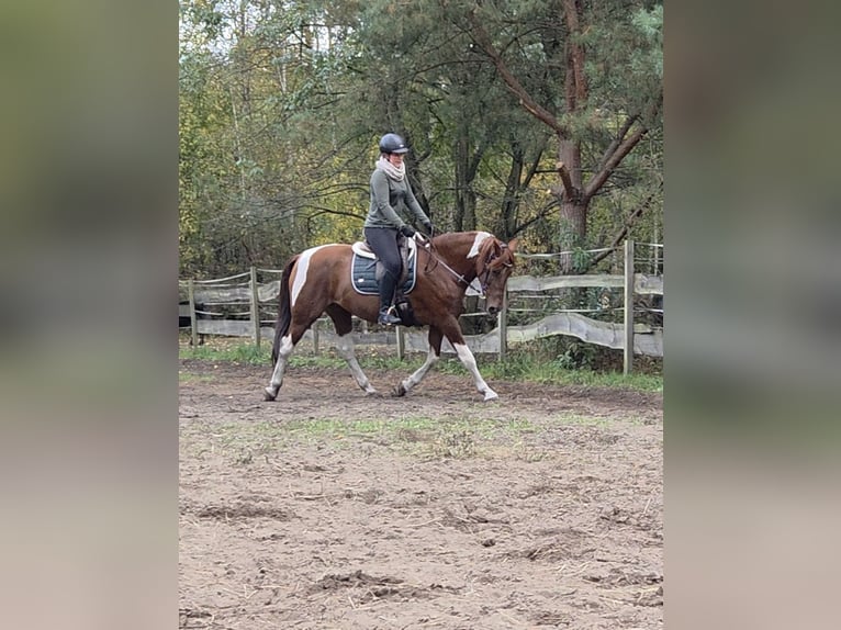 Koń hiszpański sport Klacz 12 lat 160 cm Kasztanowata in Oranienburg