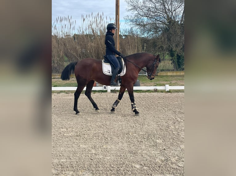 Koń hiszpański sport Klacz 12 lat 162 cm Ciemnogniada in GIRONA