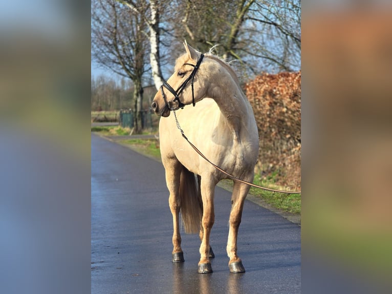 Koń hiszpański sport Klacz 12 lat 163 cm Izabelowata in Someren