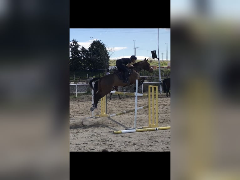 Koń hiszpański sport Klacz 13 lat 168 cm Gniada in Alcorcon