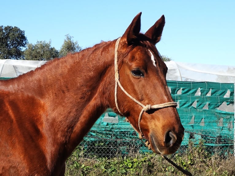 Koń hiszpański sport Klacz 13 lat 169 cm Ciemnokasztanowata in Coín, Malaga