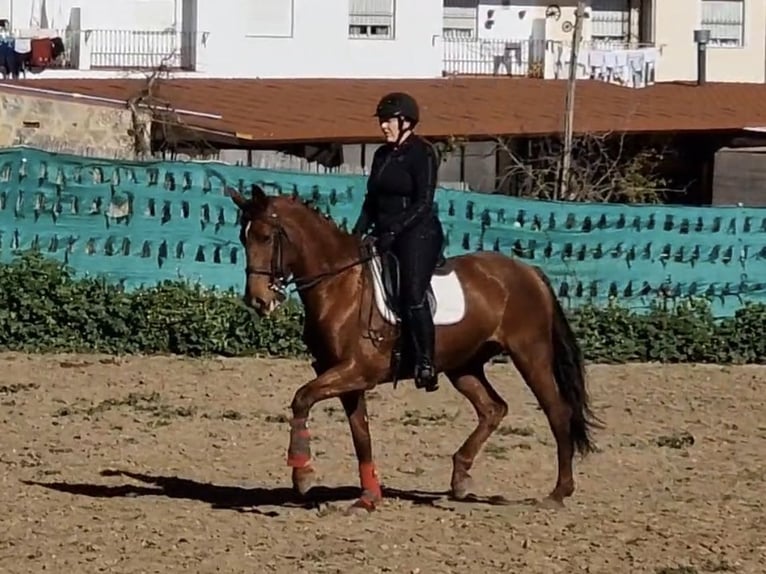 Koń hiszpański sport Klacz 13 lat 169 cm Ciemnokasztanowata in Coín, Malaga