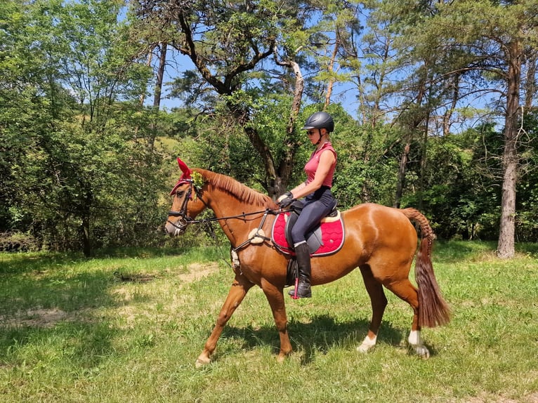 Koń hiszpański sport Klacz 13 lat 170 cm Kasztanowata in Unsleben