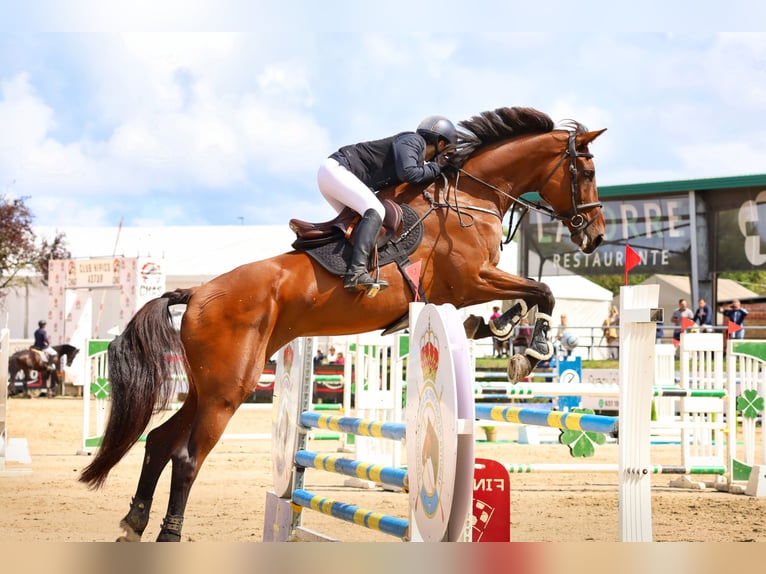 Koń hiszpański sport Klacz 13 lat 182 cm Gniada in Mijas