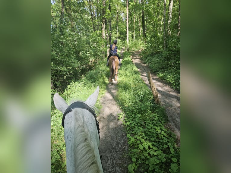 Koń hiszpański sport Klacz 14 lat 160 cm Kasztanowata in Achim