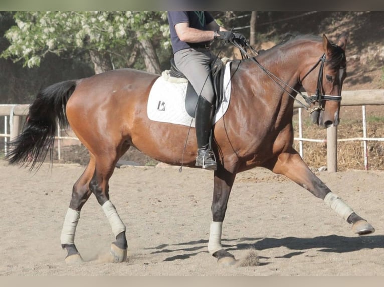 Koń hiszpański sport Klacz 18 lat 170 cm Gniada in BARCELONA